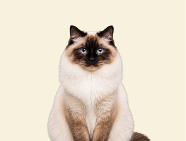 Birman