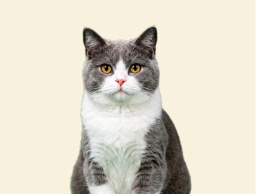 Blue-and-White British Shorthair
