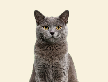 Blue British Shorthair