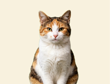 Calico Cat
