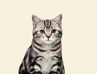 Cheese Tabby