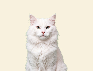 Chinese Lion Cat