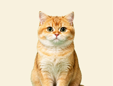 Golden British Shorthair