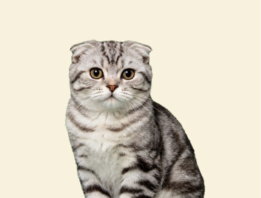 Scottish Fold