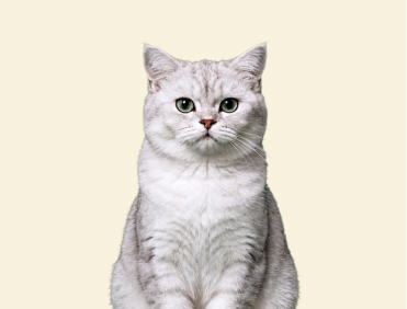 Silver British Shorthair