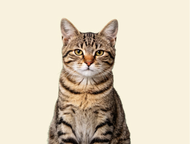 Tabby Cat