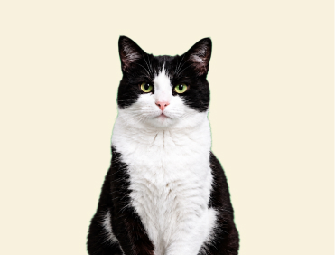 Tuxedo Cat